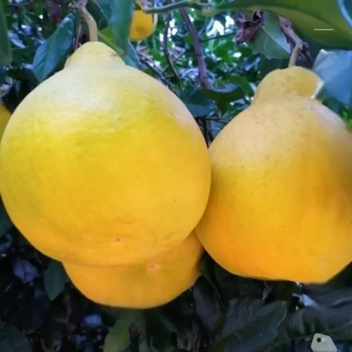 50年老树沙田柚（江永香柚）