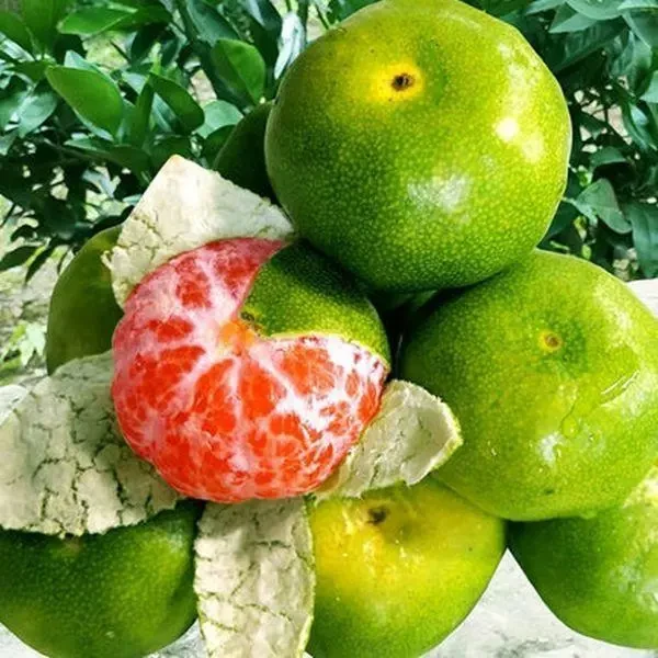 桔子树苗柑橘苗橘子树苗无核蜜桔苗石门柑橘温州蜜桔宜昌蜜桔