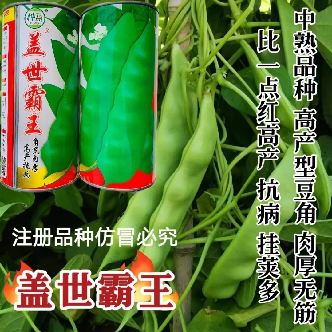 盖世霸王油豆角种子东北油豆角品种高产抗病结荚多无筋肉厚宽油豆