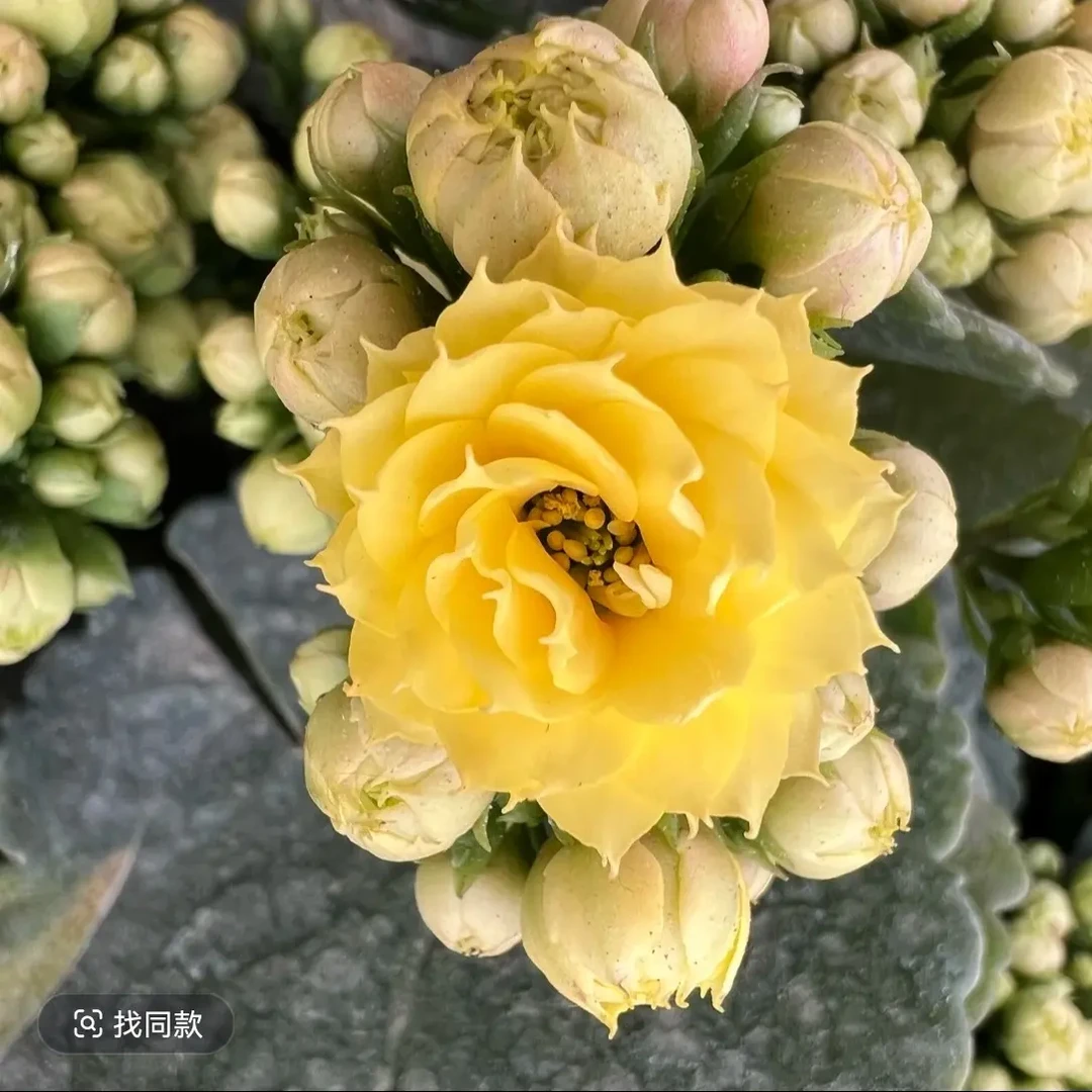 长寿花（西伦）110盆 稀有品种