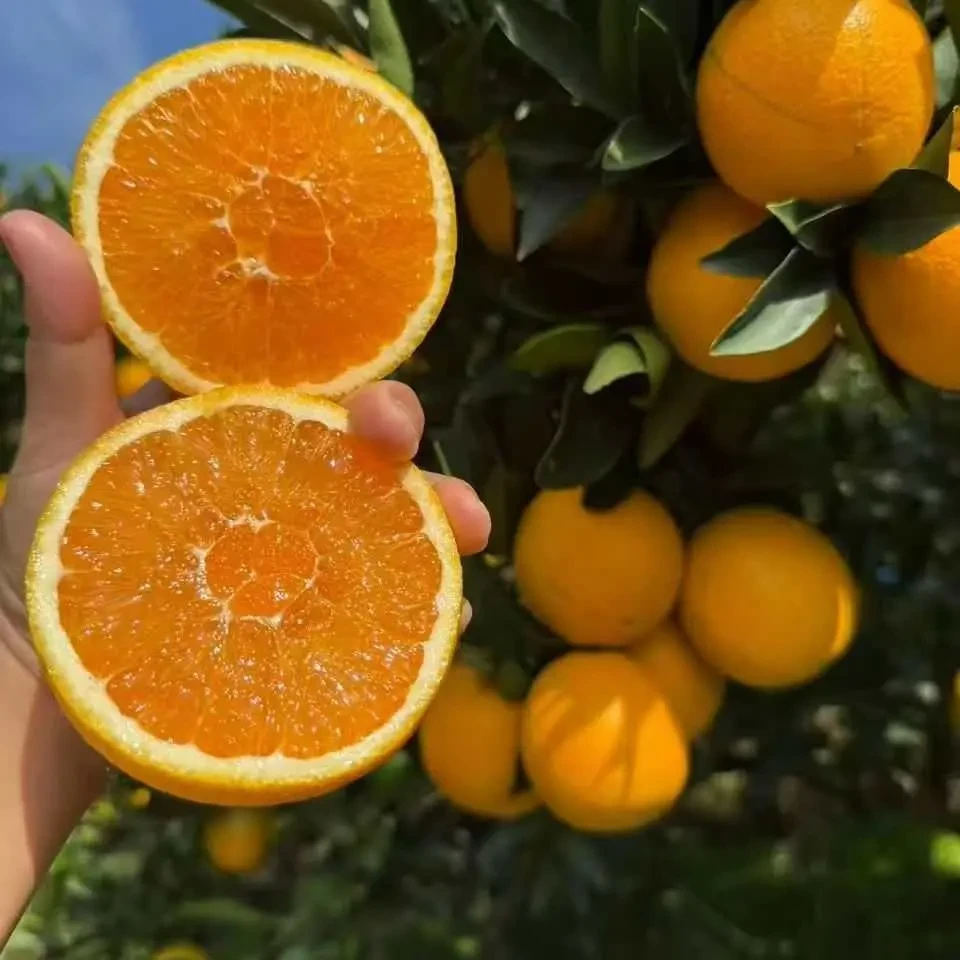 湖北宜昌三峡九月红脐橙新鲜水果产地直发皮薄多汁孕妇应季甜橙子