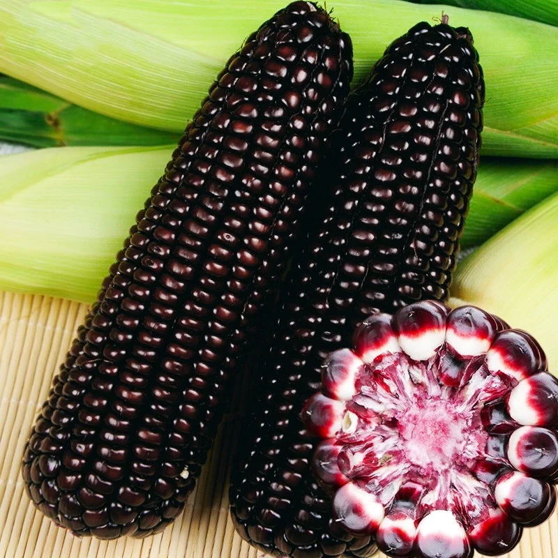 黑甜糯玉米种子（厂家直销），可大面积种，阳台盆栽四季蔬菜玉米种子