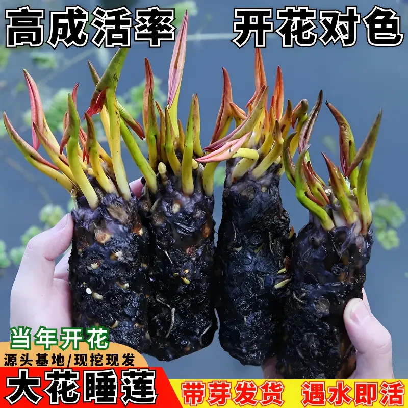 精品四季大睡莲根块水养睡莲水养大根块莲花荷花水培植物池塘鱼缸