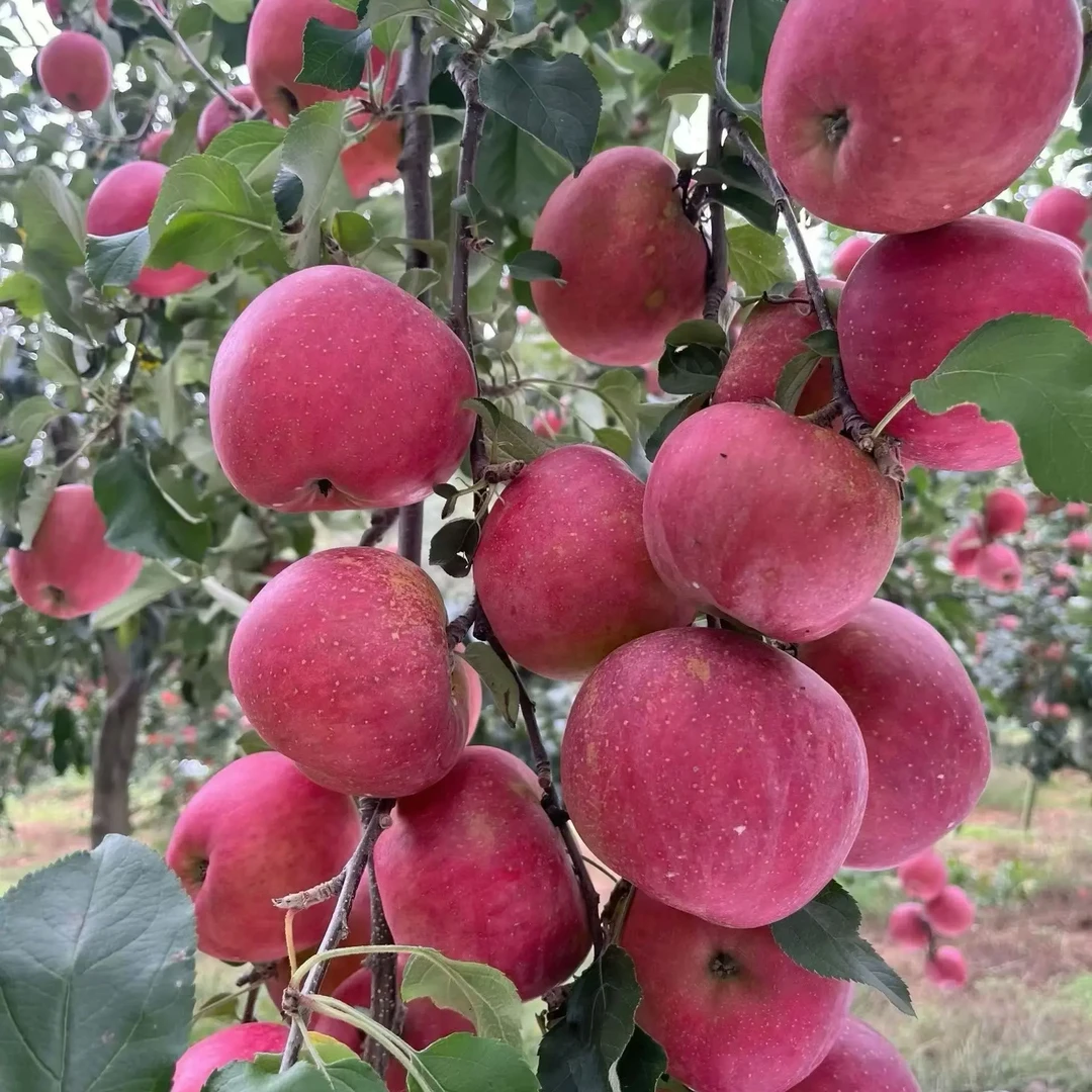 昭通红富士苹果新鲜脆甜多汁冰糖心现摘现发
