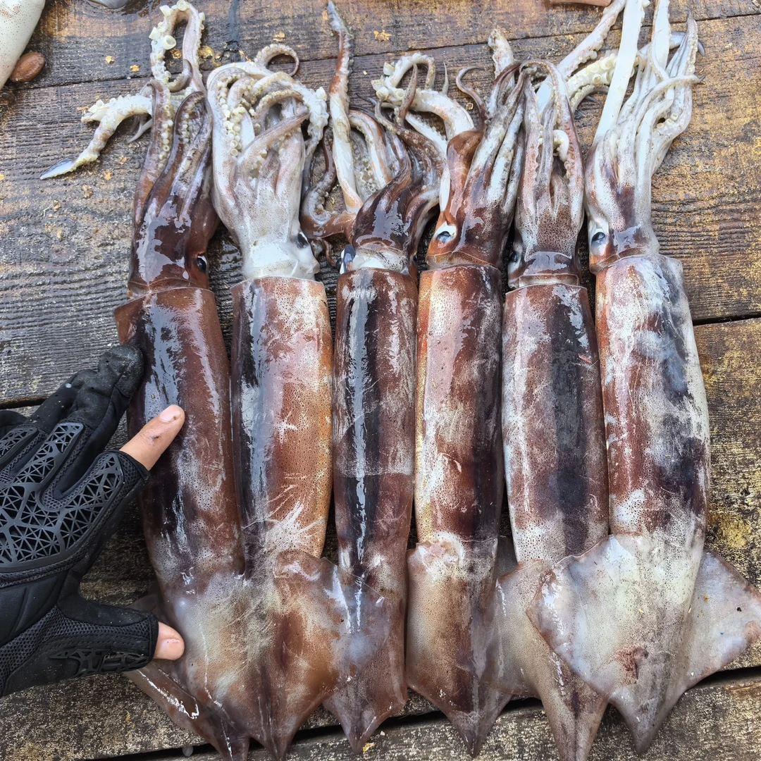 纯海捕速冻大鱿鱼肉质鲜嫩冷链包邮