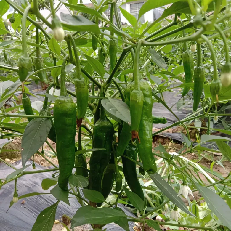 樟树港辣椒苗带土秧苗湖南正宗种籽特级樟树港青椒种苗薄皮尖椒苗