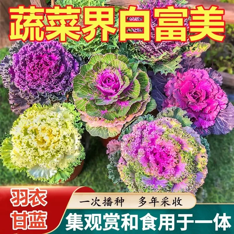 七彩羽衣甘蓝种子多年食用观赏色蔬菜阳台四季盆栽花卉种子