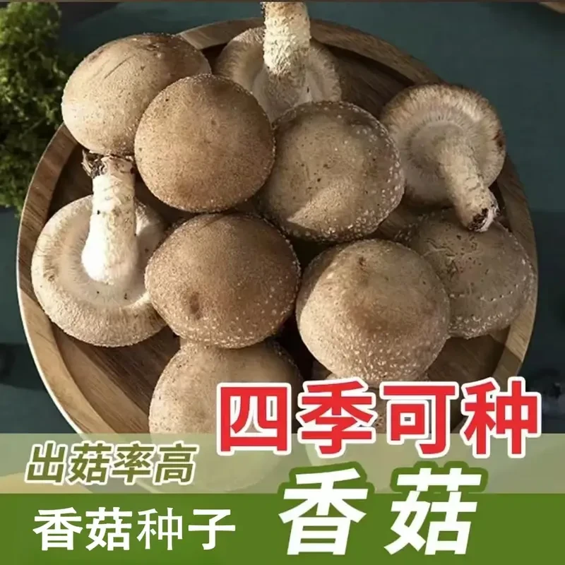 【新品香菇种子】食用菌菇阳台栽培四季土壤种植菌种家种.