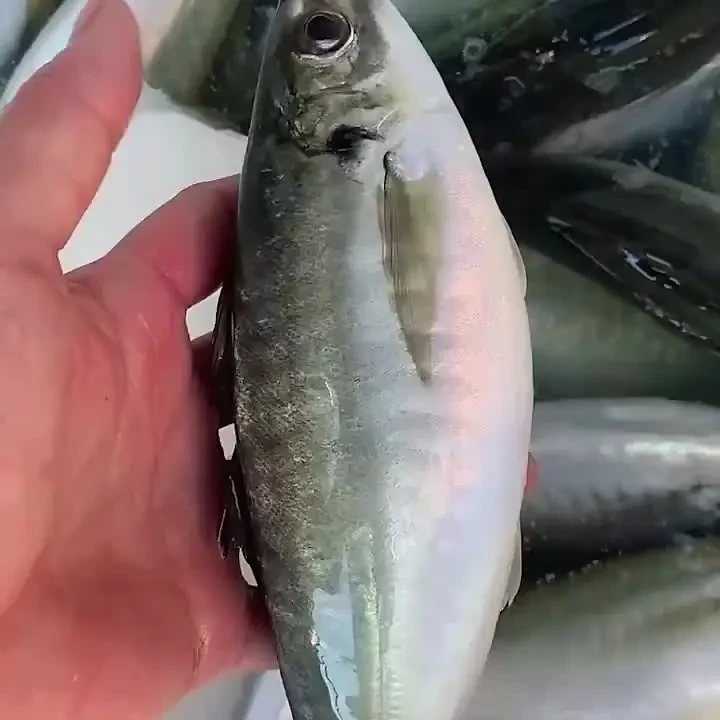 东山特产养殖土豪巴浪鱼鲜活速冻海鲜海鱼竹荚鱼刺身送海盐无冰衣