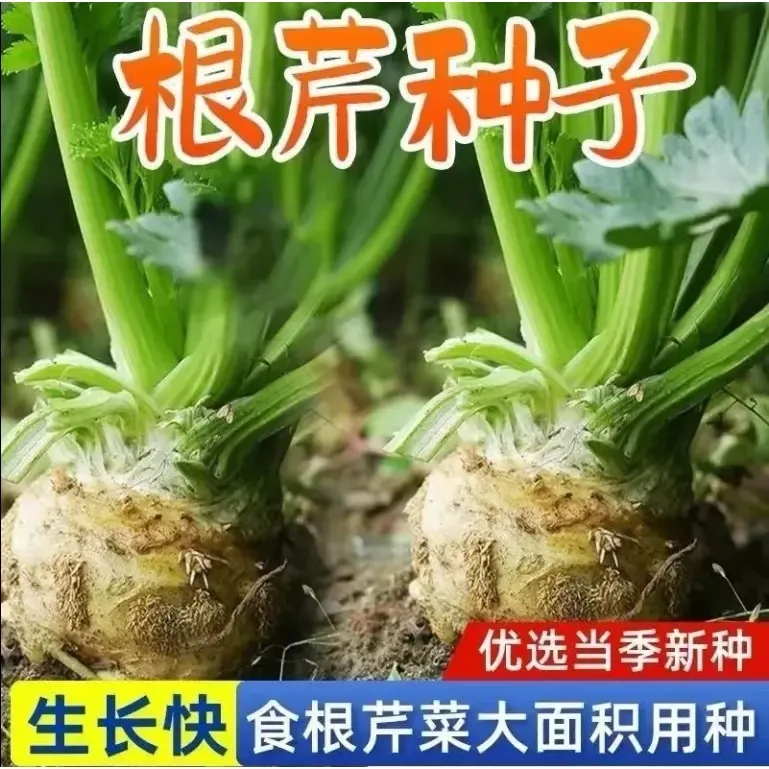 根芹种子芹菜种籽蔬菜阳台菜籽春季四季孑芹菜根栽培籽种播种