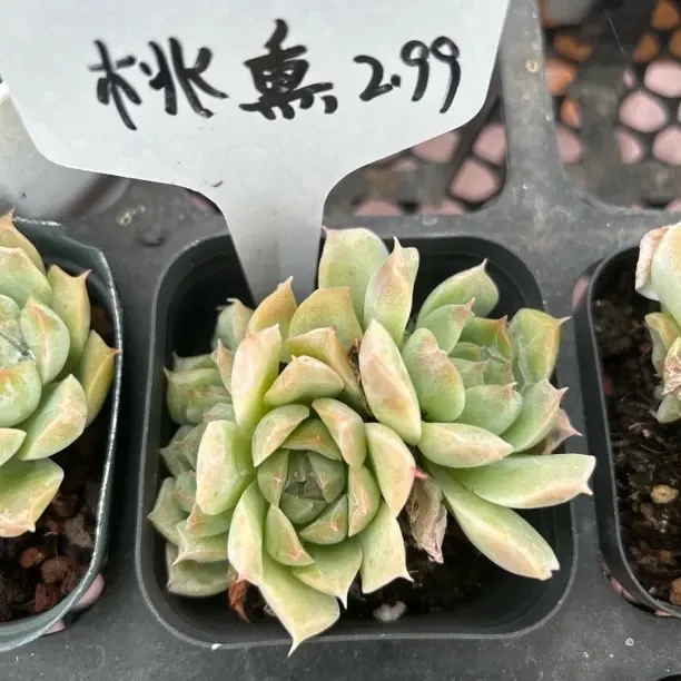 C29桃熏精品多肉
