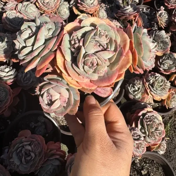 新手好养克罗地亚玫瑰多肉植物适合阳台净化空气