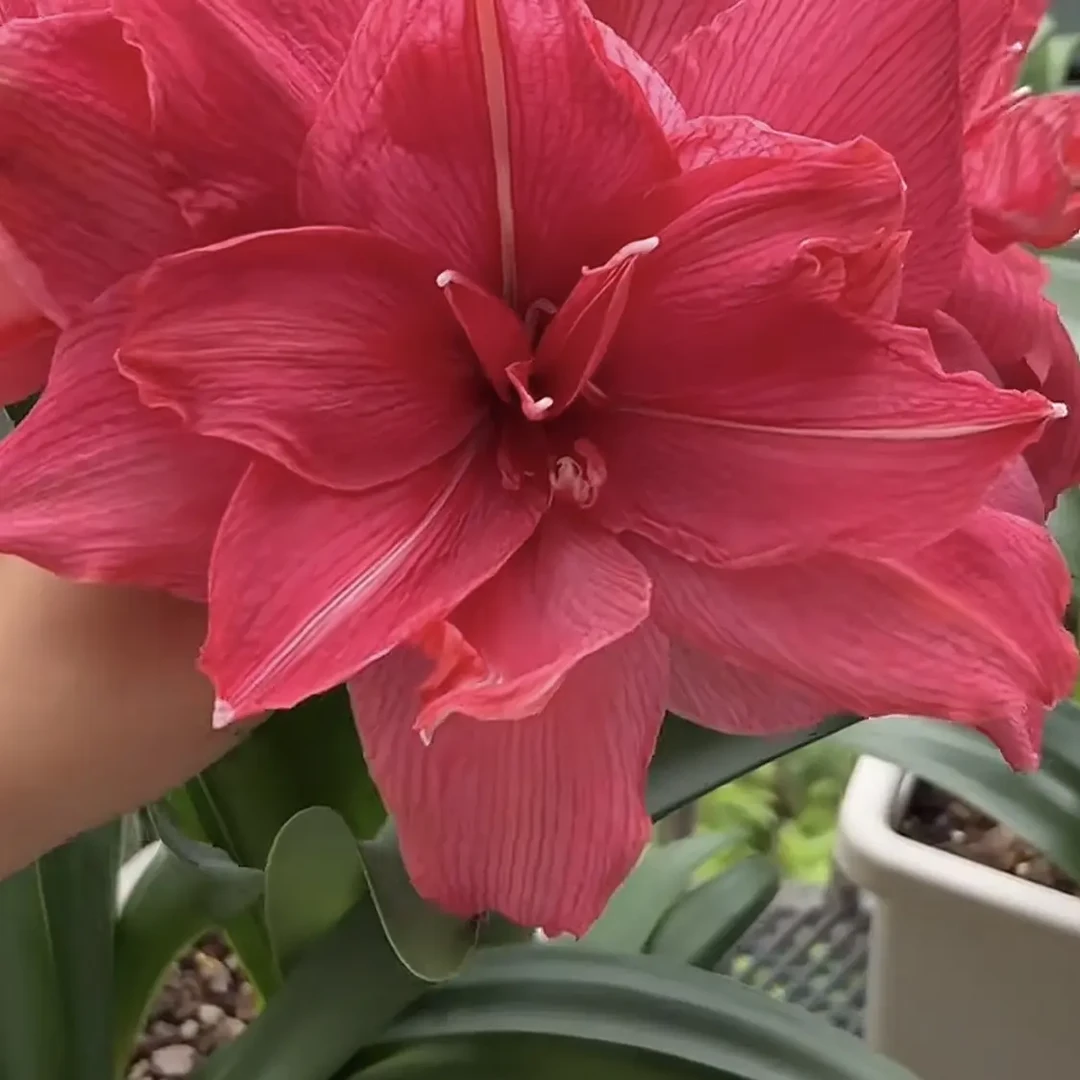 糖果仙女花大颜色独特花如其名又甜又仙