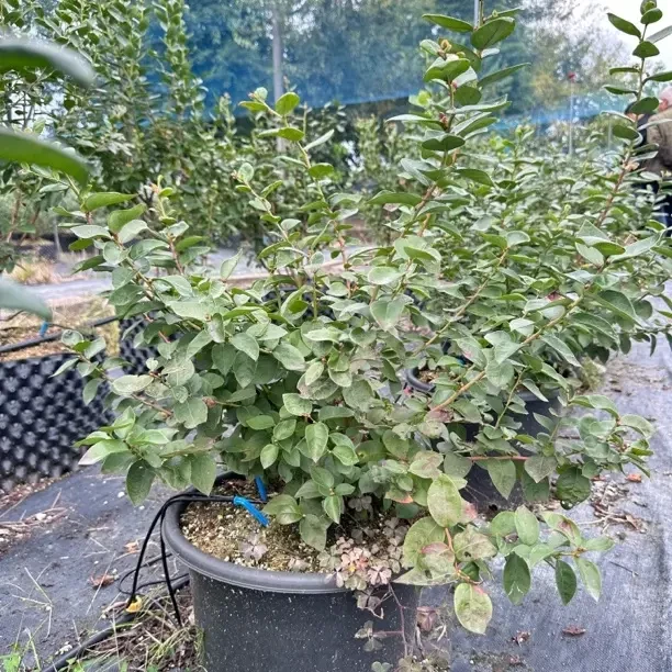 4加仑盆栽露天蓝莓法新F6