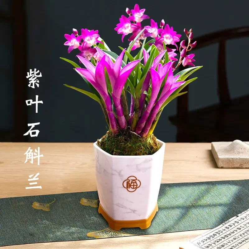 七彩花苗冬带花苞香水石斛室内外好养花卉绿植盆栽紫叶石斛兰浓香