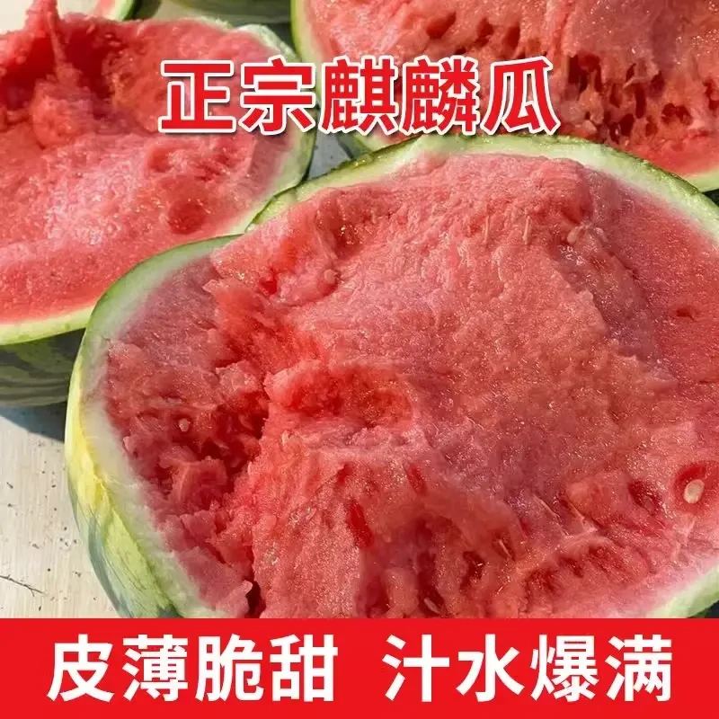 【产地直发】正宗头茬云南麒麟西瓜脆甜爽口新鲜现摘现发好吃