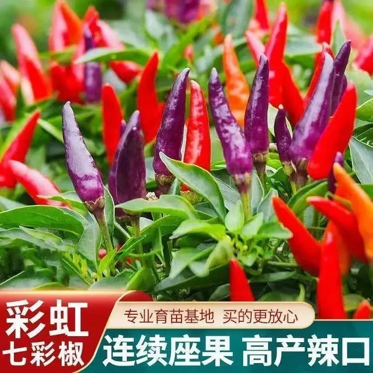 正宗七彩椒秧苗五彩辣椒盆栽彩椒种籽南方四季种植蔬菜苗新鲜种苗