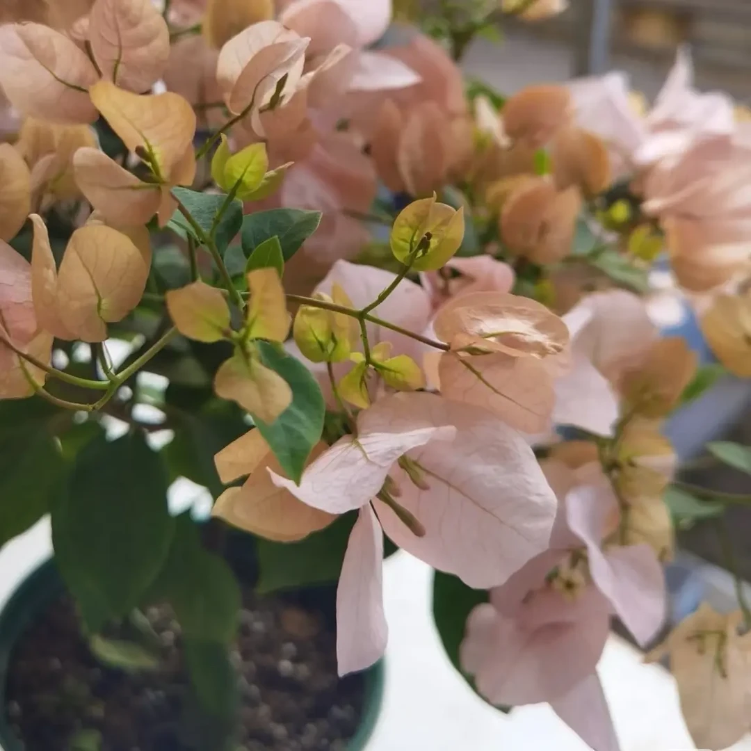 【啊达的喜悦】三角梅勤花四季开花带花发货室内外庭院花卉好养易活