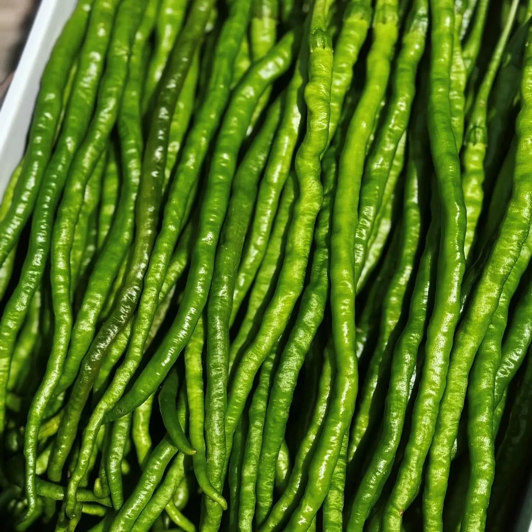 新鲜辣椒二荆条 集市现收