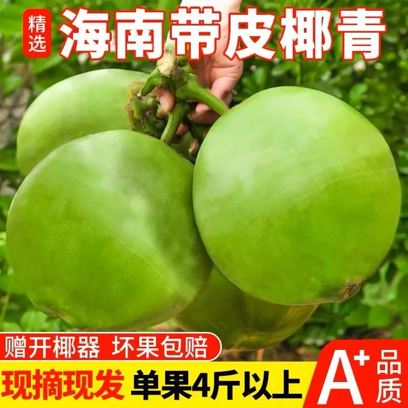 海南带皮椰青单果3.5-5斤新鲜椰子青皮椰果6个装纯天然孕妇水果精