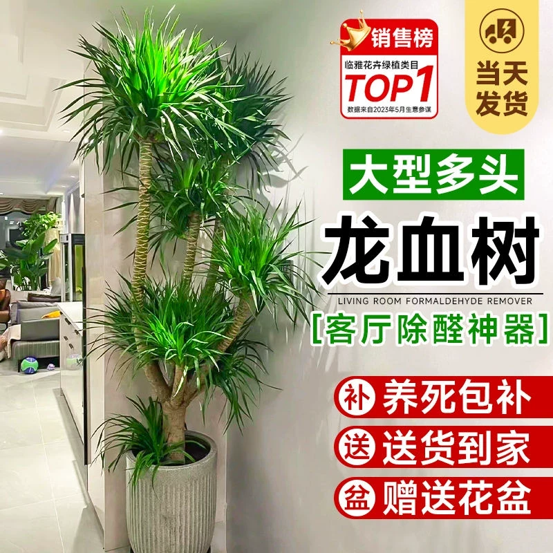 龙血树客厅大型多头龙须树龙铁树客厅绿植室内绿植龙血树植物盆栽