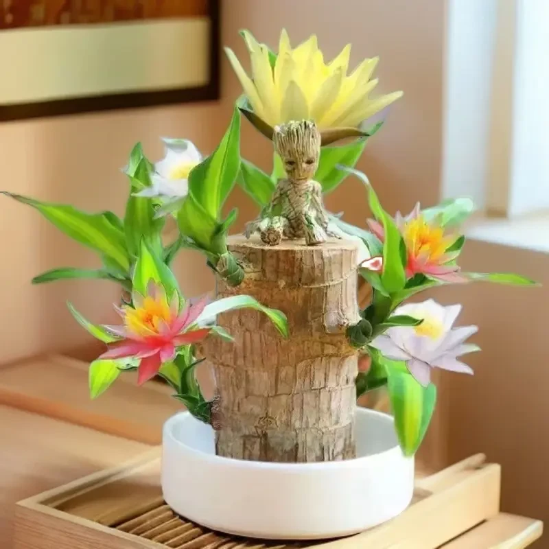 巴西木水养幸运木开花格鲁特树人好养绿植室内水培懒人花植物盆栽