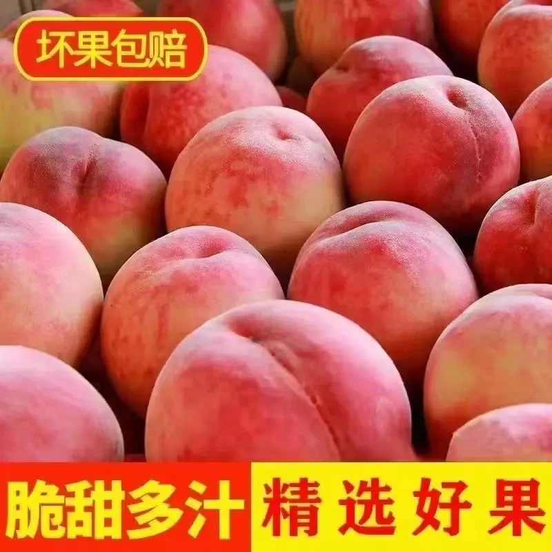 【头茬现摘】正宗突围水蜜桃子新鲜采摘时令水果非油桃整箱包邮