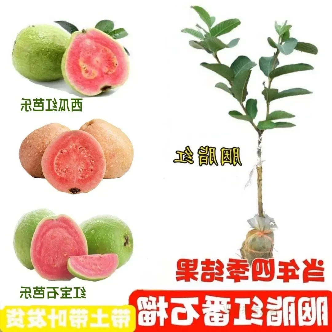 广东正宗嫁接红心胭脂红番石榴树果苗白心珍珠芭乐南方庭院果树苗