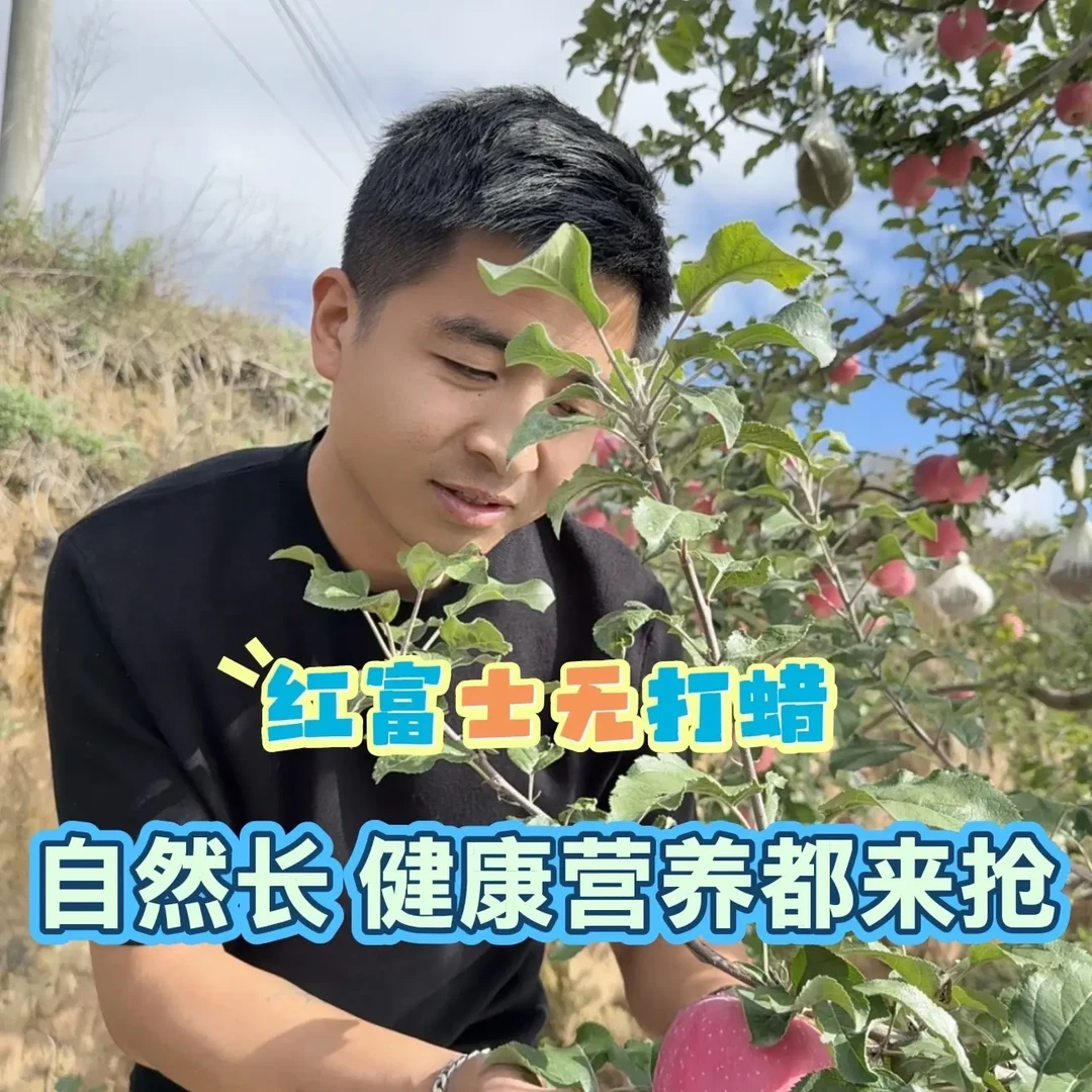 甘肃红富士苹果新鲜脆甜多汁冰糖心原产地直发