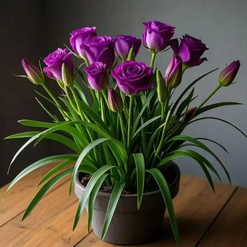 福缘香花南北种植培育种根盆栽懒人花卉简单好养耐寒耐旱四季种植