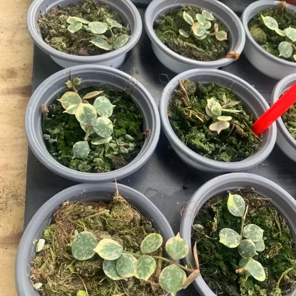 章鱼外锦球兰精品盆栽室内垂吊爬藤花卉绿植