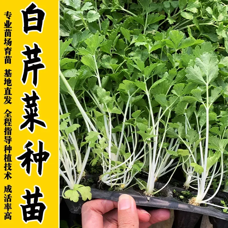 白芹菜种苗雪白芹菜种子玻璃脆芹籽白杆实心秧苗根芹高产阳台庭院