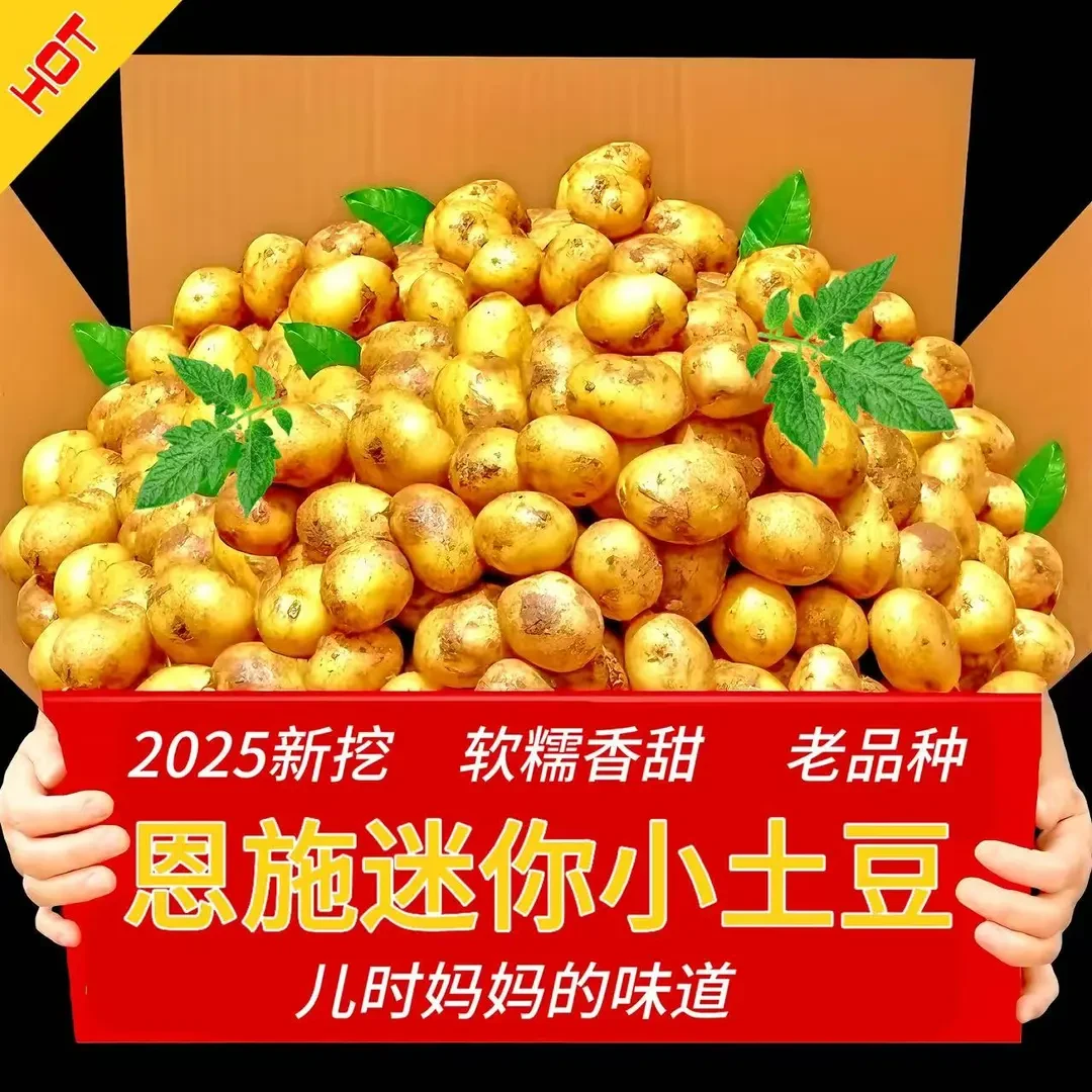 恩施迷你小土豆】3/5斤新挖新鲜正宗恩施高山黄心小土豆洋芋马铃薯