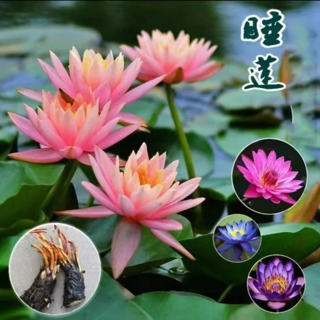 四季睡莲花池塘鱼缸耐寒耐热睡莲根块带花苞大花盆栽水培植物庭院