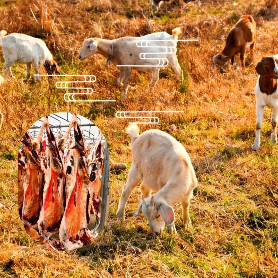 （现场称重）叶集风干羊排