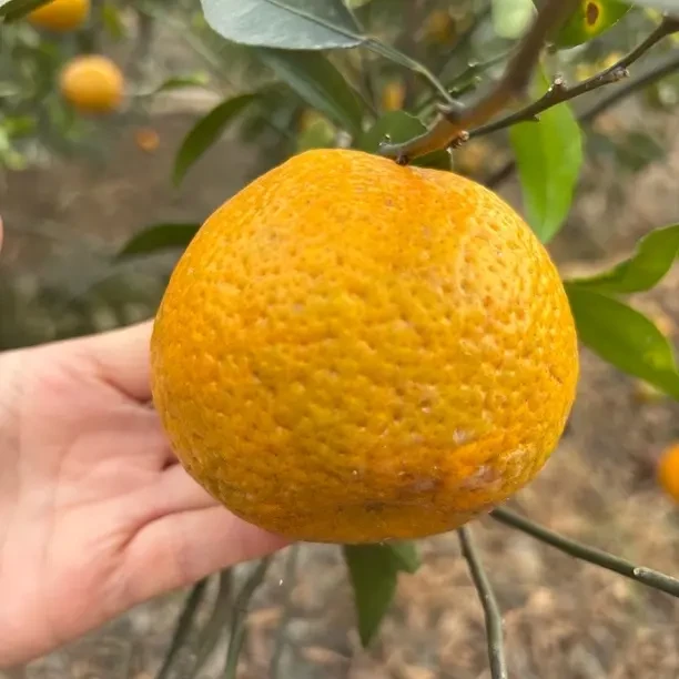 新会大红茶枝柑鲜果