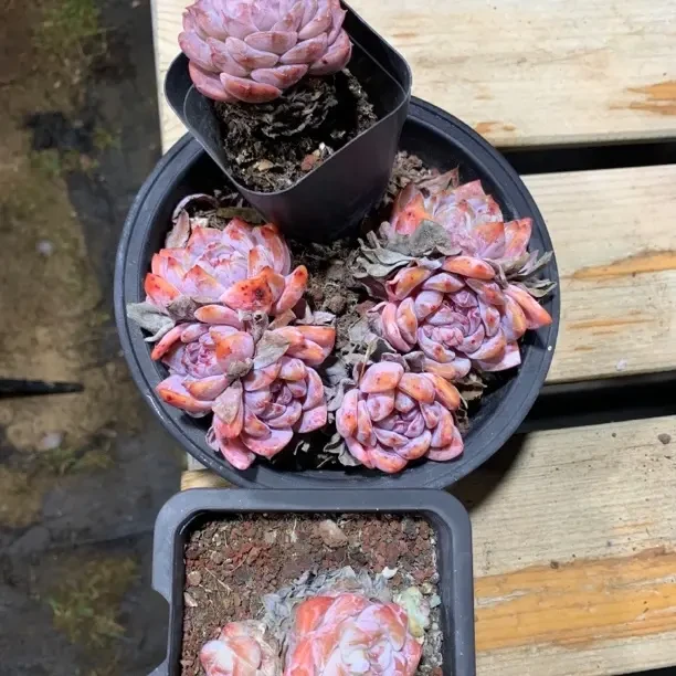 石榴籽梦露老桩多肉植物阳台办公室新手好养精品盆栽带盆