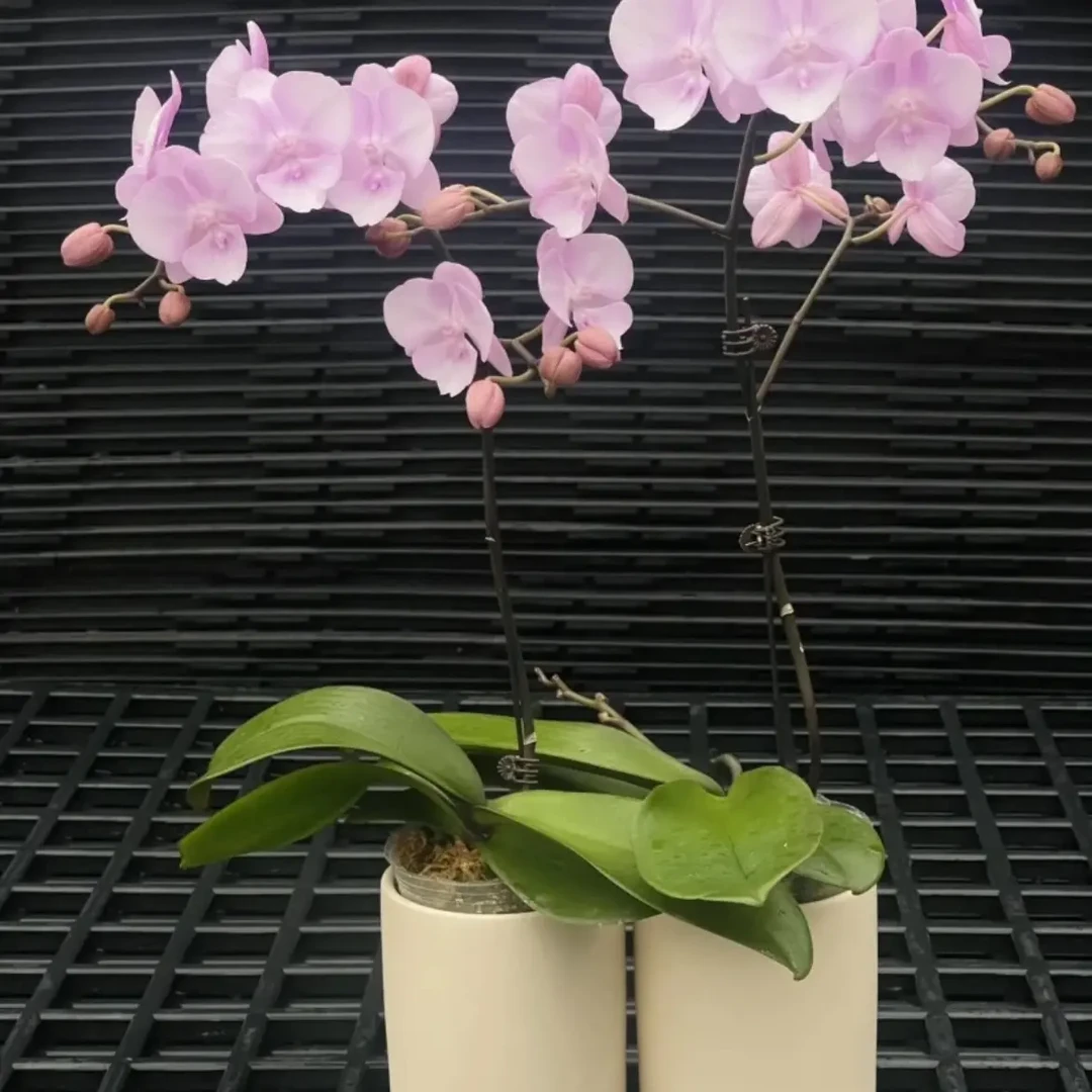 [神仙姐姐]一款粉色系列蝴蝶兰