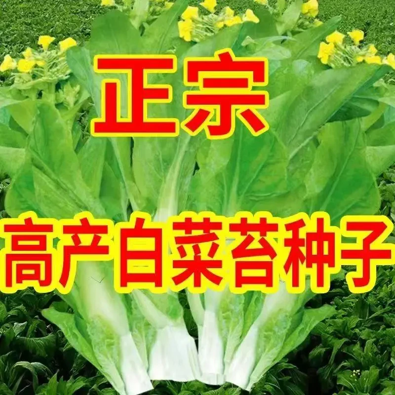 早熟白菜苔种籽香甜早白菜苔菜种阳台庭院蔬菜四季种植