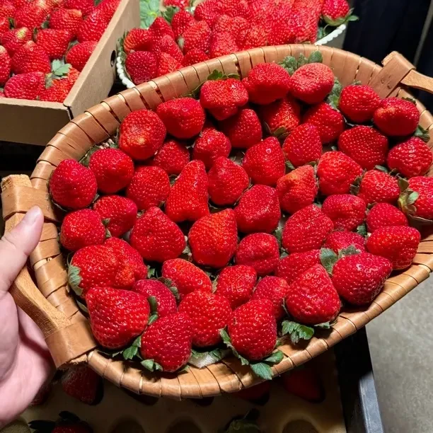 Y四川大凉山露天奶油新鲜采摘孕妇水果顺丰陆运包邮48小时内发货