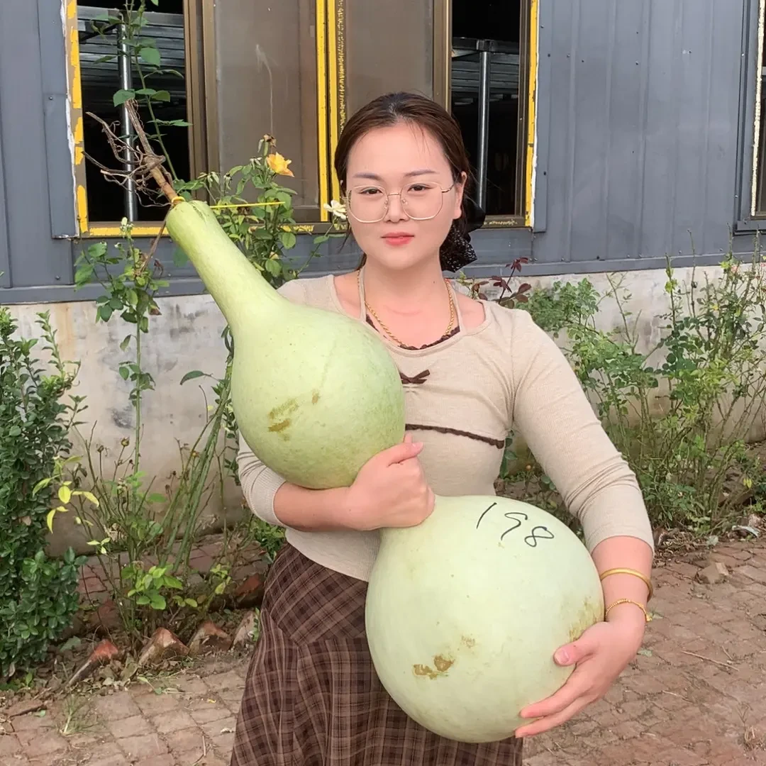 1米2精品大八宝葫芦籽10粒