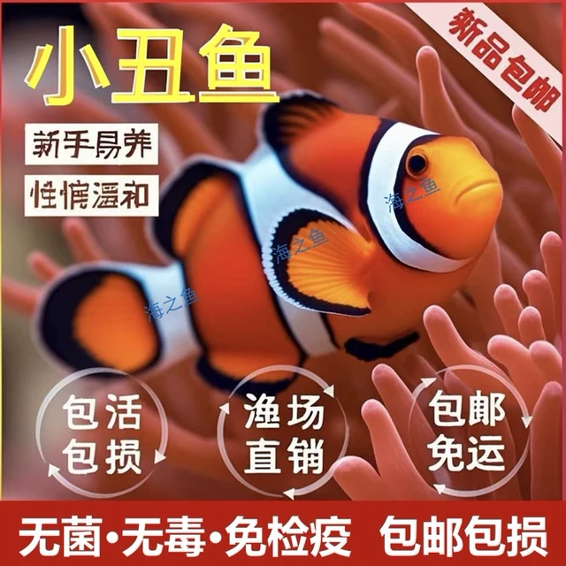 小丑鱼海水鱼观赏鱼人工公子尼莫小鱼耐活好养奥黑小丑鱼一公一母