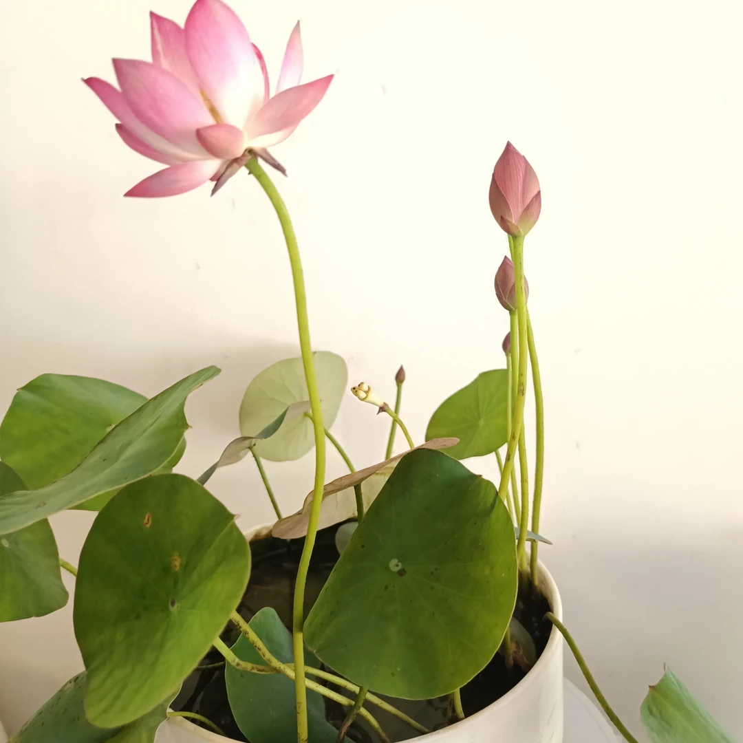 碗莲【小紫】莲荷花种藕包开花水生花卉可用于园艺盆栽