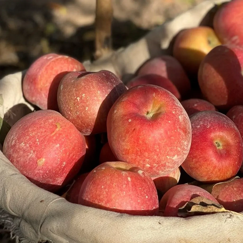 新疆阿克苏冰糖心苹果新鲜现摘脆甜多汁水果产地直发顺丰包邮