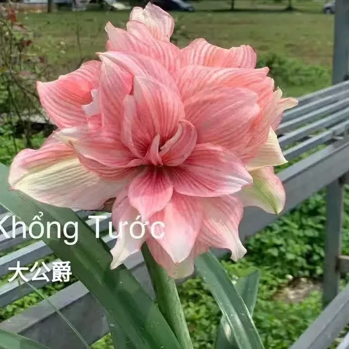 朱顶红【大公爵】4.5cm 只包对版，不包后期养护！