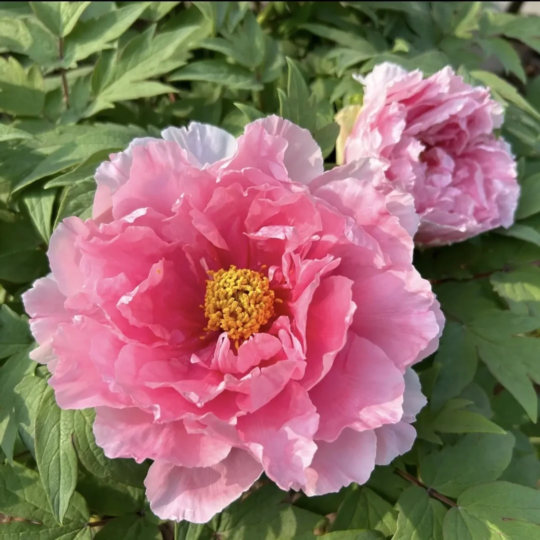 菏泽伴夏牡丹芍药【一物一拍】对版品种基地直发 春色满园 国色天香