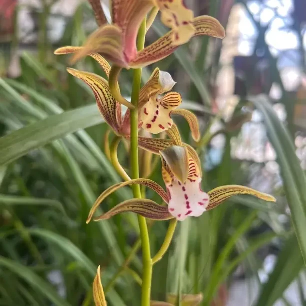 金丝细叶小虎头白面书生三苗好养绿植盆栽花卉