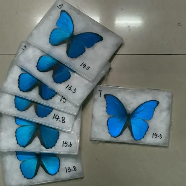 大蓝闪蝶a1标本单只不包邮需补10r运费三只起包