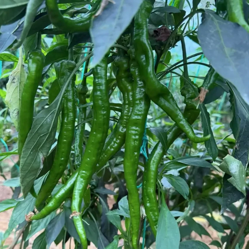 湖南本地新鲜现摘薄皮软香辣青红辣椒当季农家蔬菜