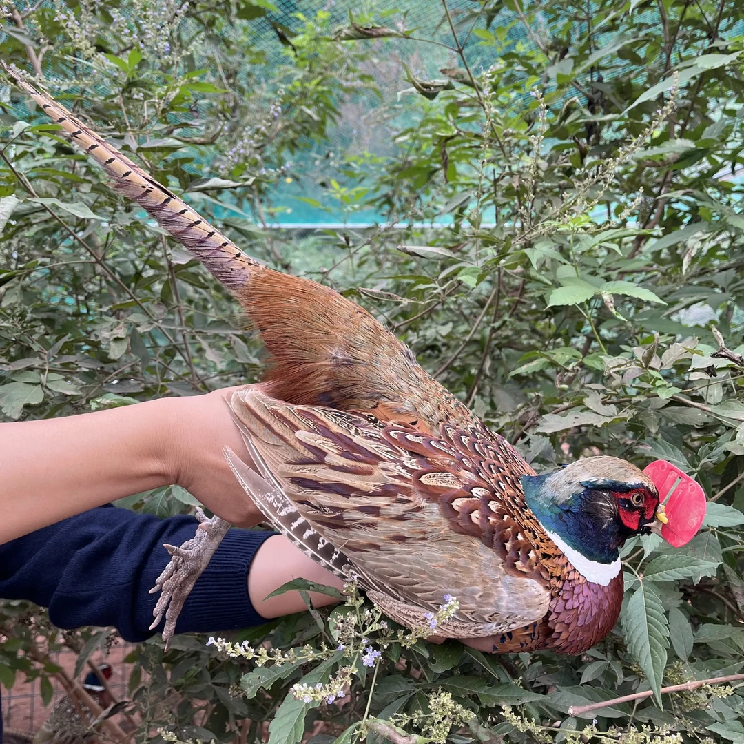 (两公一母)云禾专属农家散养七彩山鸡户外散养新鲜整鸡包邮